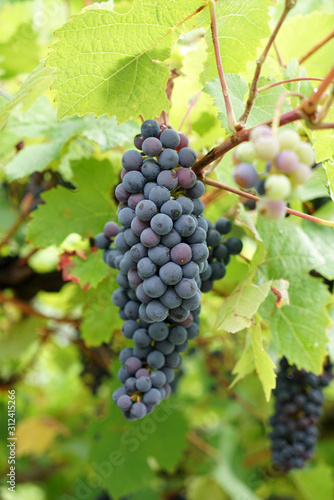 Grapes from the wine-growing region on the Danube photographed in detail