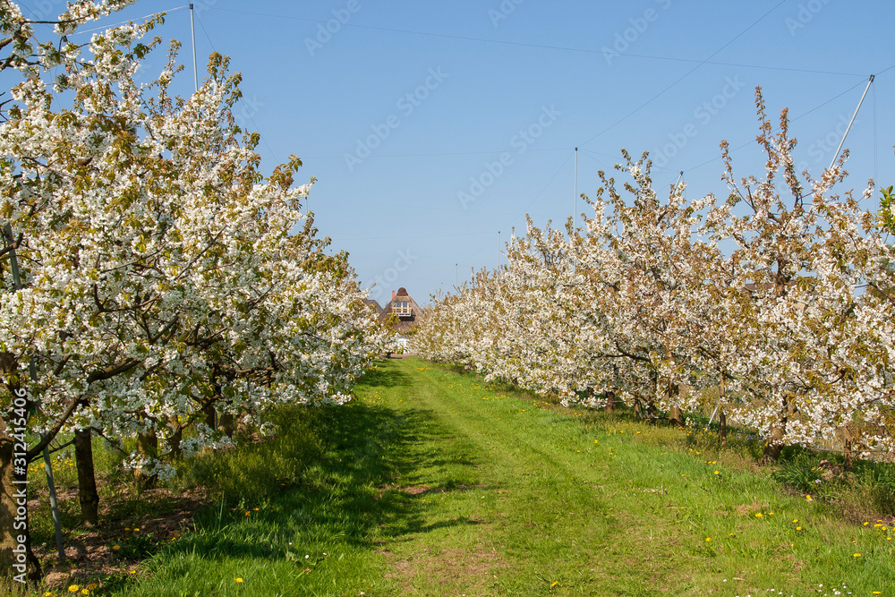 Kirschblüte Kirschblüte
