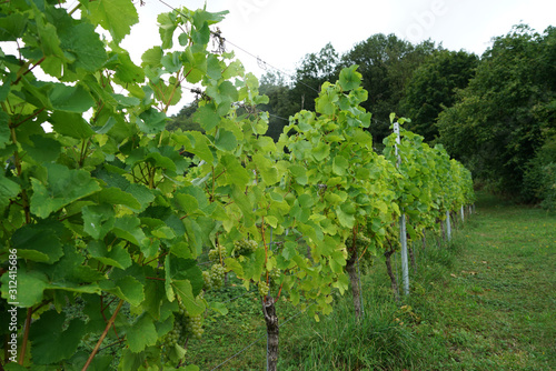 Grapes from the wine-growing region on the Danube photographed in detail