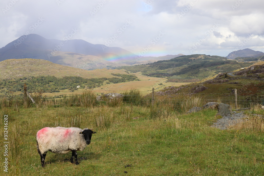 Sheep and rainbow