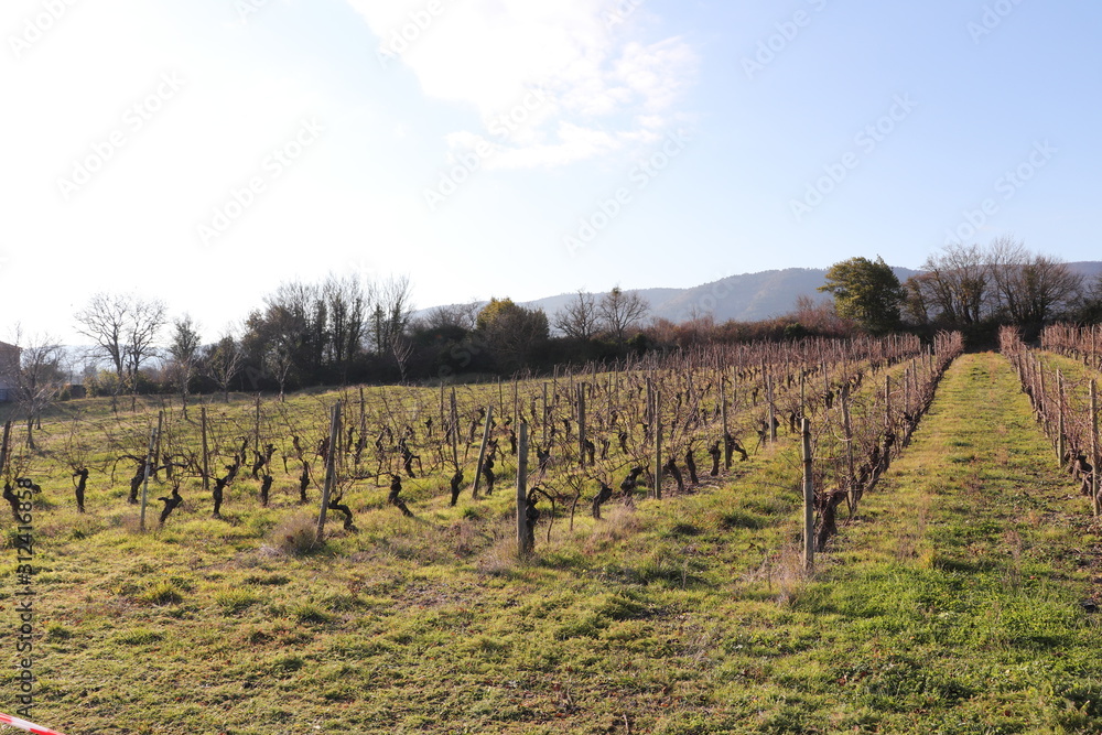 Fototapeta premium Vignes en hiver à Alba La Romaine - Département Ardèche - Région Rhône Alpes - France