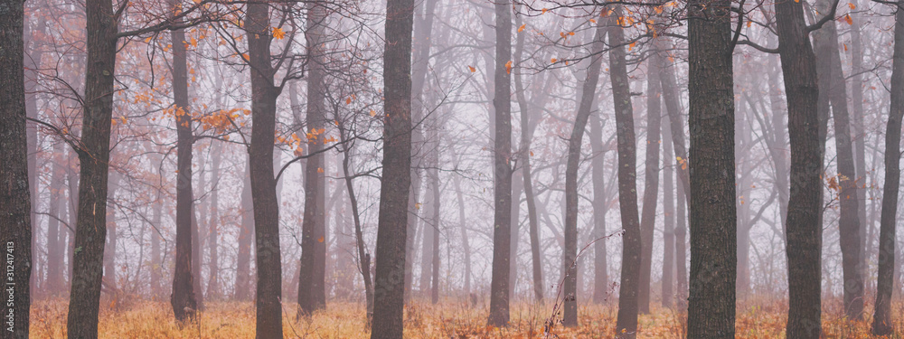 Fototapeta premium Autumn landscape, background - autumn forest with fallen leaves in the fog