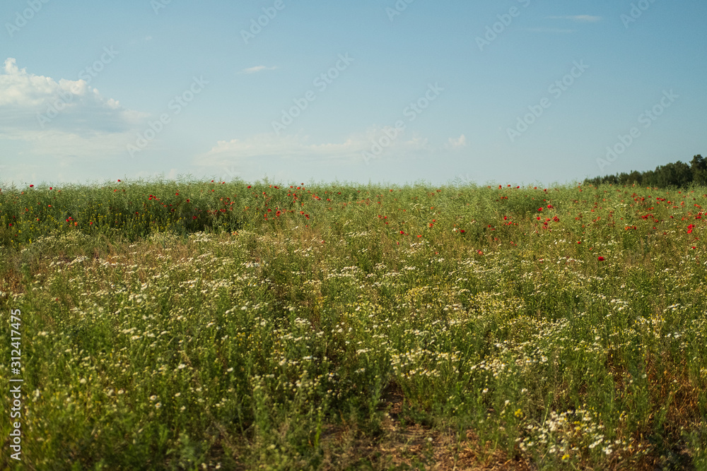 green field of wild flowers