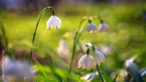 Leucojum vernum or spring snowflake - blooming white flowers in early spring in the forest, closeup © rustamank