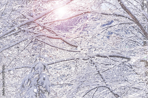 Winter landscape - view of the snowy branches in the winter mountain forest after snowfall