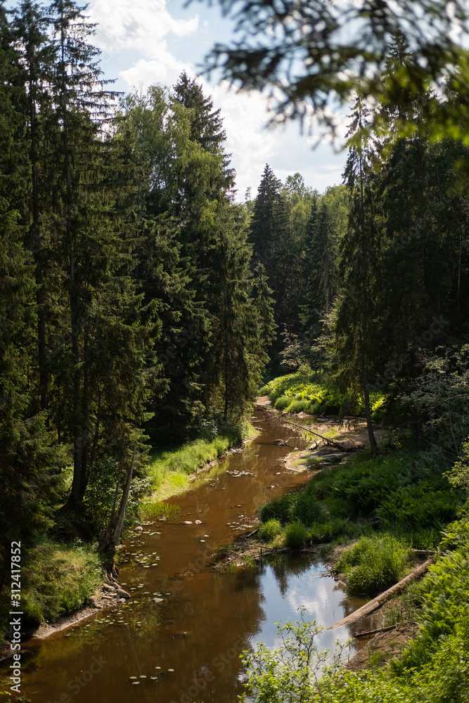 river in the forest river in the forest