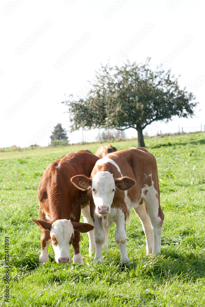 Baby Kuh auf der Wiese. Junge Kühe draußen im Sommer. Kälber in Freiland haltung Baby Kuh auf der Wiese. Junge Kühe draußen im Sommer. Kälber in Freiland haltung