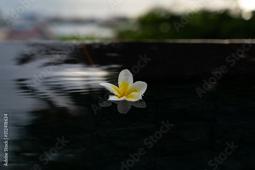 white flower in water