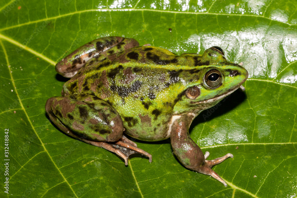 Obraz premium Dahl's Aquatic Frog