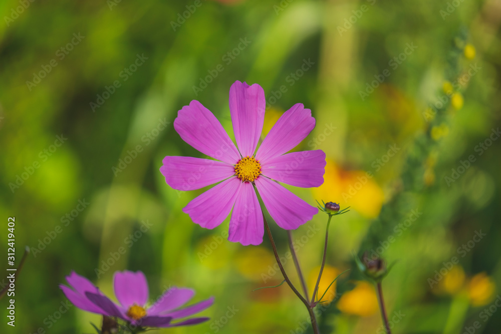 Fototapeta premium Bonita flor violeta isolada na natureza