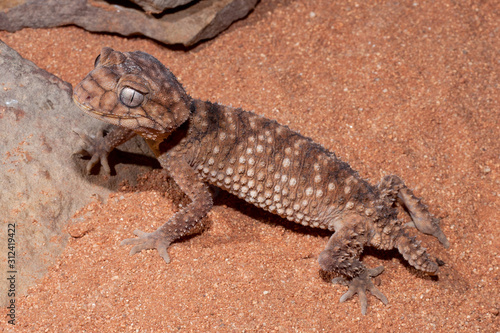 Spiny knob-tailed gecko 