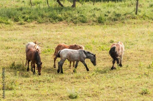 Fototapeta Naklejka Na Ścianę i Meble -  Wild horses grazing on summer meadow in countryside
