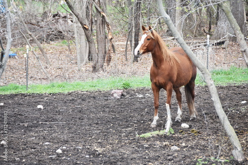 Horse in Dirt Pasture