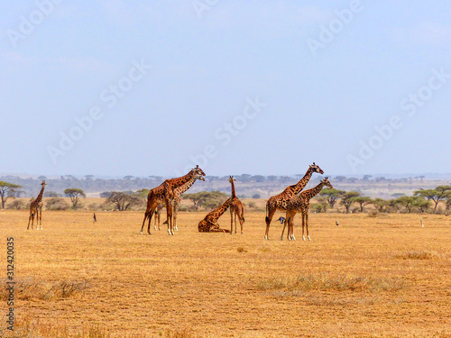 African Giraffe  Giraffa camelopardalis  Landscape Serengeti National Park Tanzania Africa