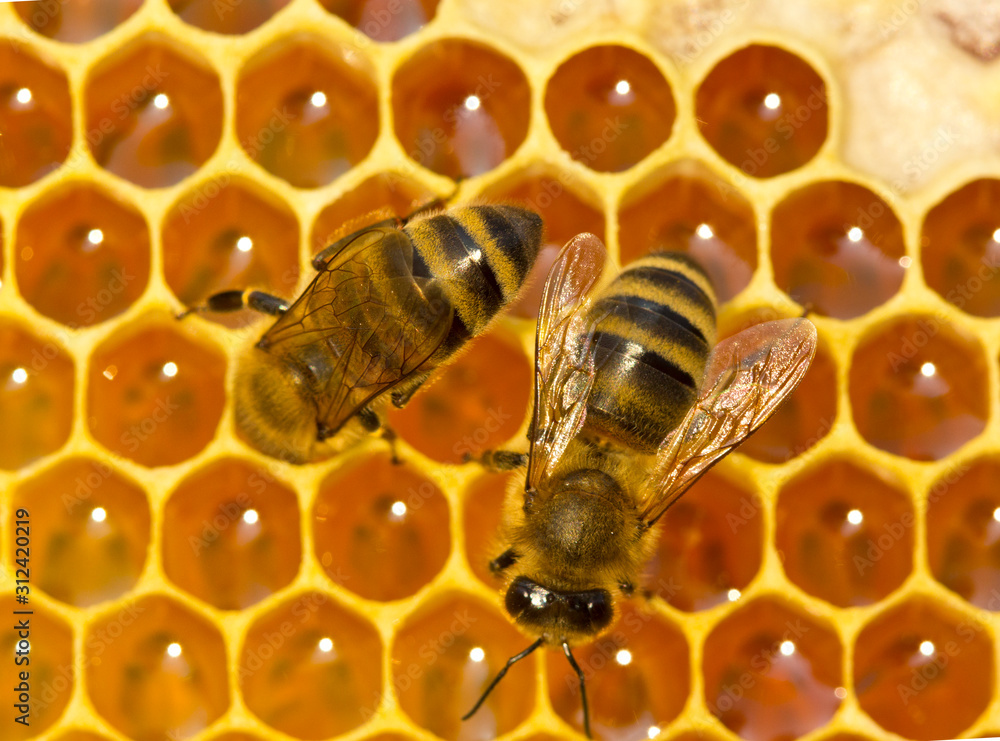 Foto de Work bees in hive. Bees convert nectar into honey do Stock Adobe Stock