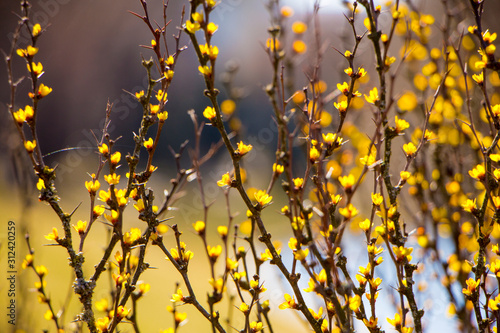 autumn leaves on tree