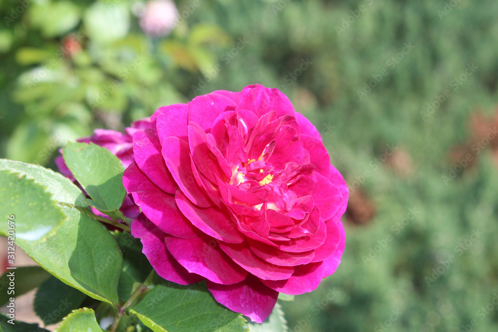 Bright Pink Blooming Rose