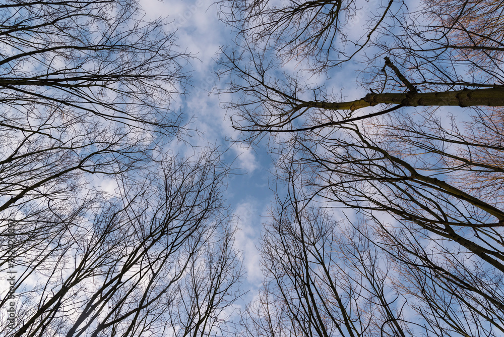 Bare treetops in winter, trees in winter, bare trees, blue sky with small clouds Bare treetops in winter, trees in winter, bare trees, blue sky with small clouds