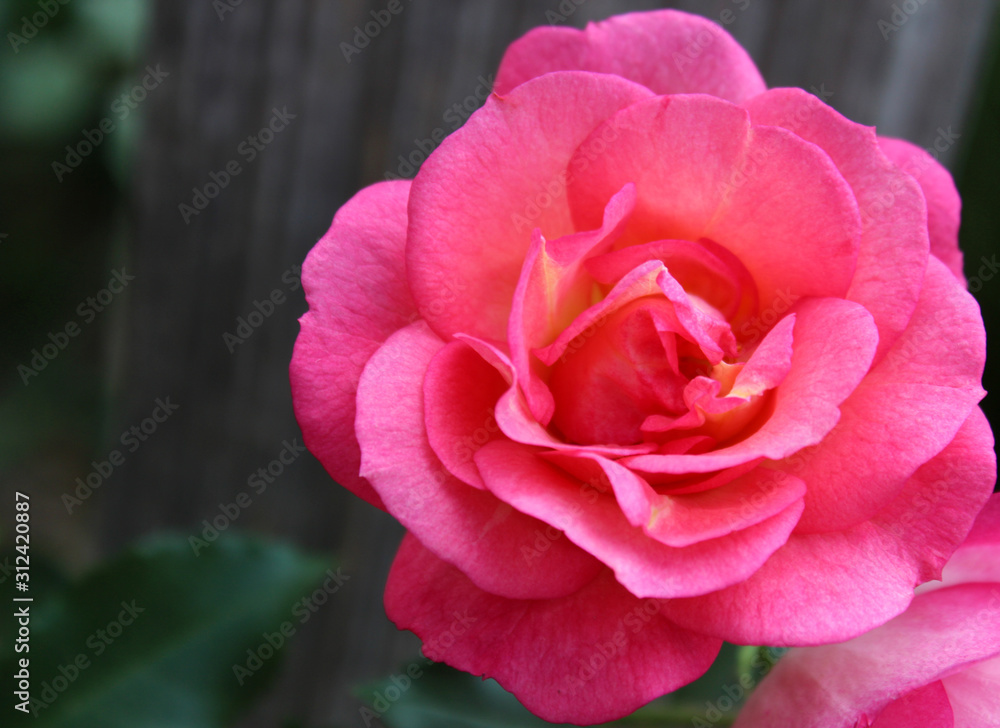 Pink Flowering Rose Bloom Pink Flowering Rose Bloom