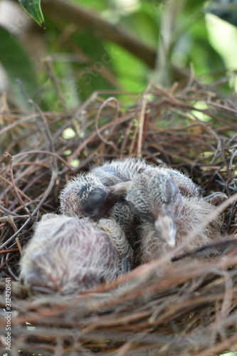 crias de palomas en nido