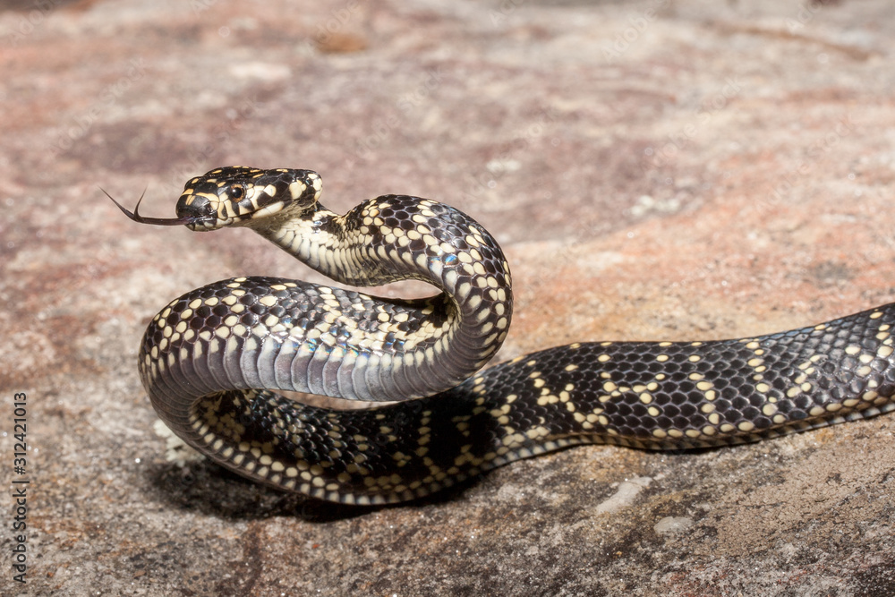 Obraz premium Australian endangered Broad headed Snake