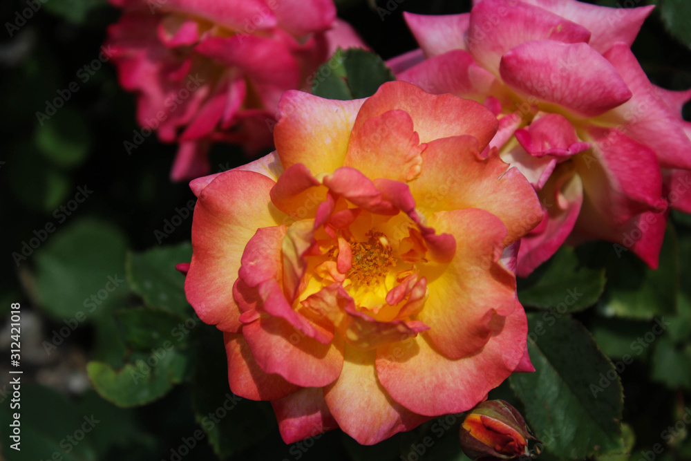 Yellow and Pink Blooming Rose Flowr