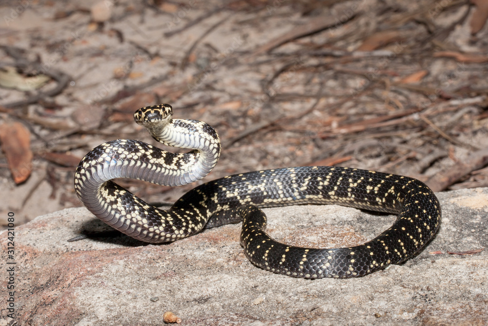 Australian endangered Broad headed Snake Australian endangered Broad headed Snake
