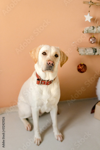 Dog labrador in Christmas decorations