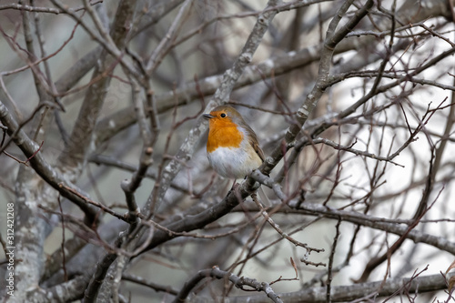 robin on a branch © darren