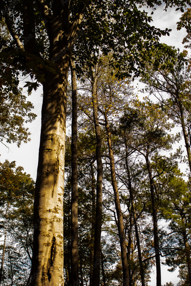 Fototapeta premium Midday sun casting shadows over the trees in the forest.