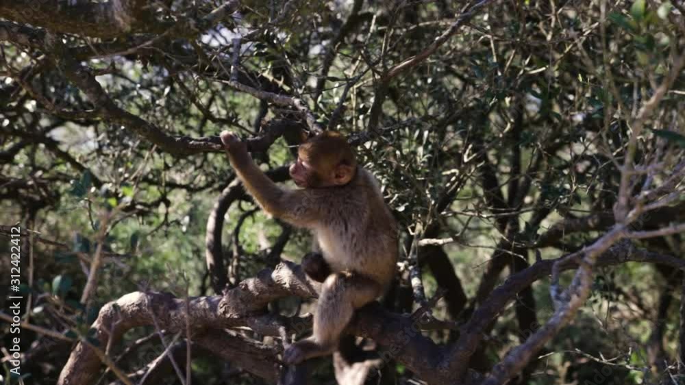 Adult monkey scratching itself and running away from the camera in a tree. Adult monkey scratching itself and running away from the camera in a tree.