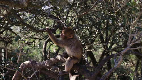 Adult monkey scratching itself and running away from the camera in a tree.