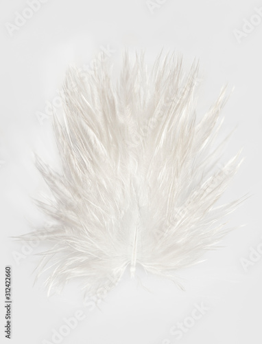 Foto White fluffy feather