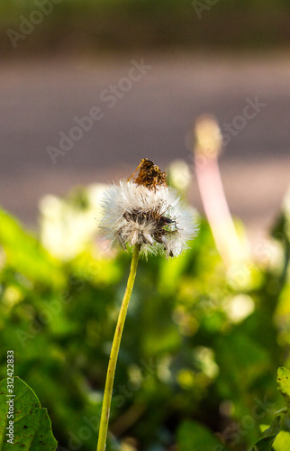 bee on dandelion