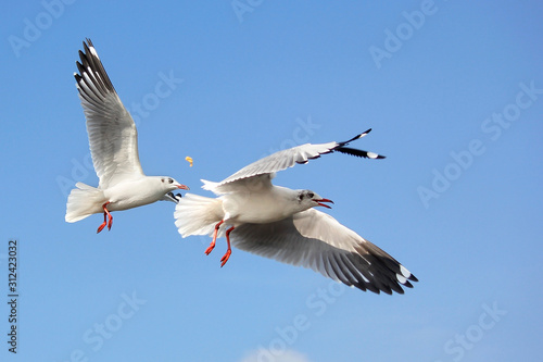 flying seagull bird on beautiful sky background