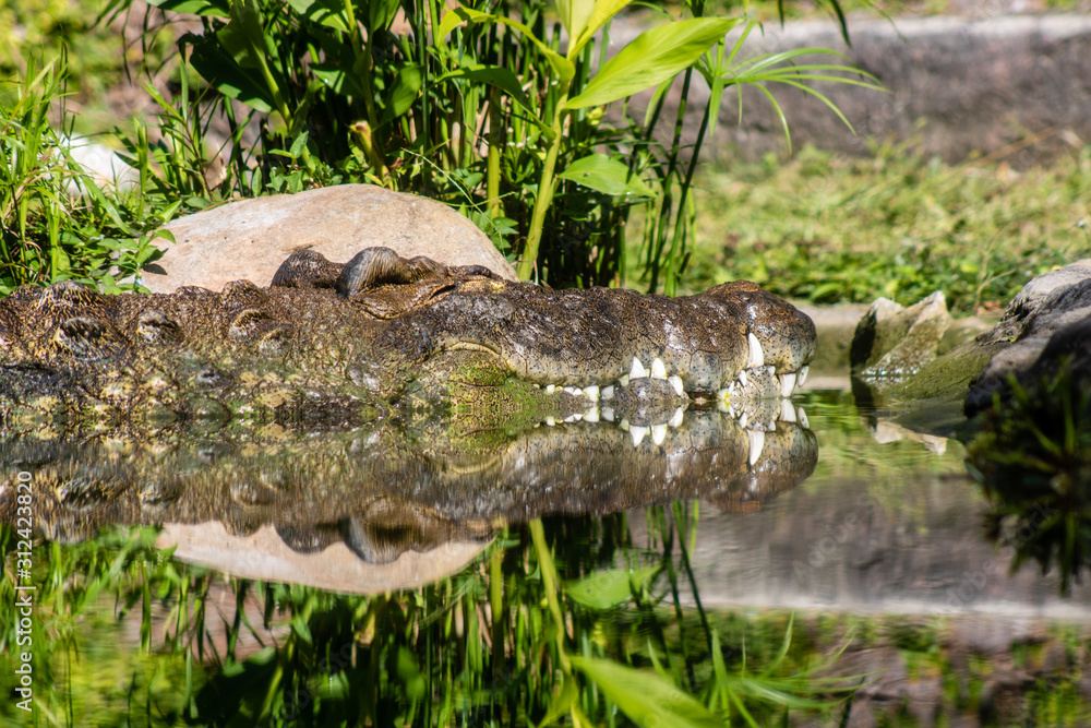 Nile crocodile