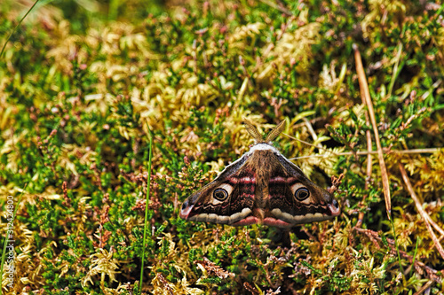 Emperor moth settled on heather in Scottish moorland showing off his wings and colours.