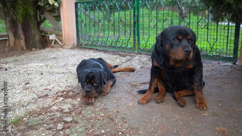 Amazing watchdogs lying on the ground and looking on camera. Two rottweilers gurading house territory, beautiful pets playing outdoors photo