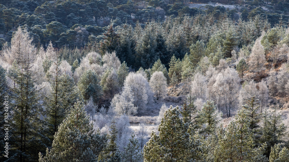 winter trees landscape