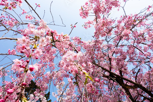 春の空の下の満開の枝垂れ桜DSC0388