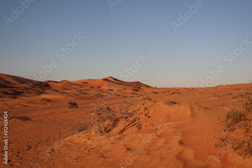 Dry bush and grass among desert sand dunes in sunset light © Natalya
