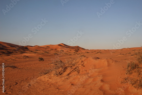 Dry bush and grass among desert sand dunes in sunset light