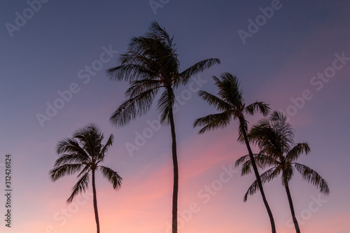 Palm trees swaying in the hot, Hawaiian afternoon wind during sunset.