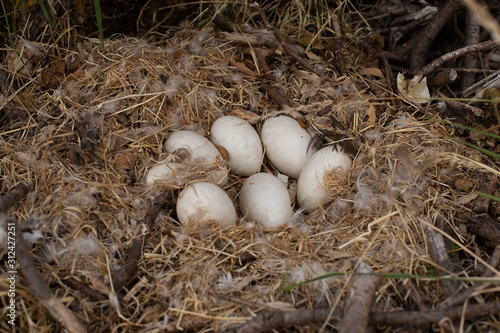 View of an abandoned Goose nest with seven intact eggs