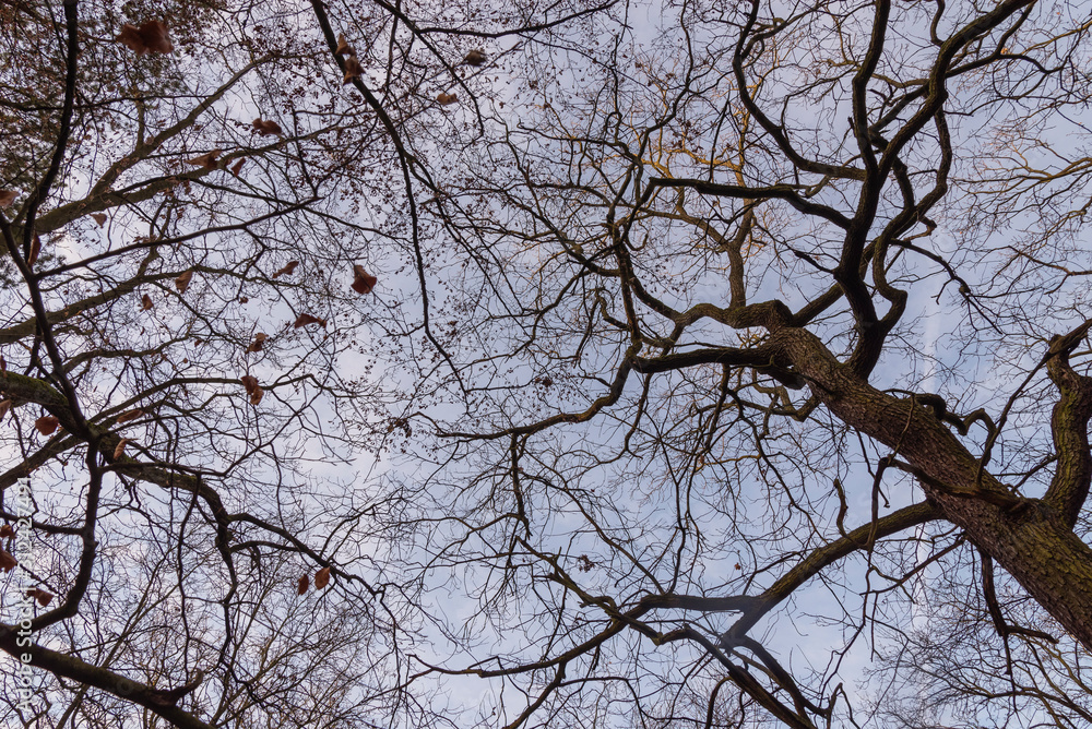 Tree tops photographed from the ground in winter, tree tops in winter, bare trees, photographed from below, blue sky with small clouds