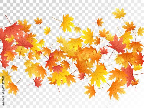 Maple leaves vector illustration, autumn foliage on transparent background.
