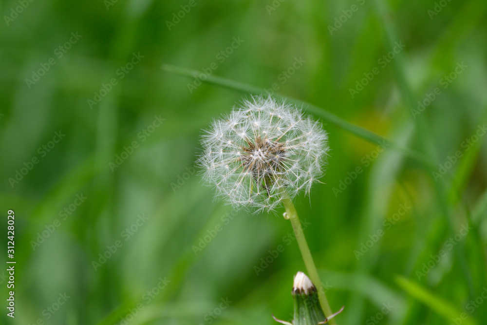 Fototapeta premium Close up of a beautiful Dandelion flower on a green meadow