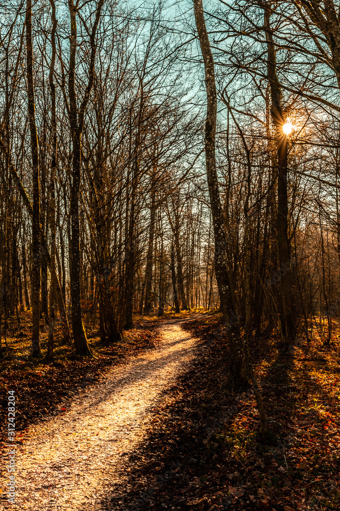 Walking in the forest in autumn Walking in the forest in autumn