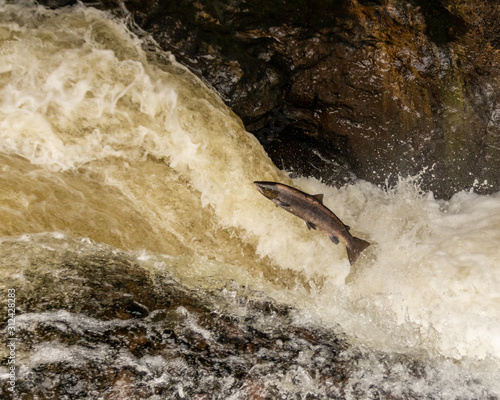 salmon leaping over waterfall