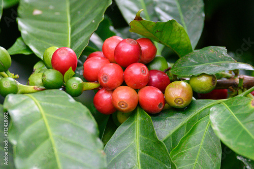 Wallpaper Mural Close up view of coffee beans still on the plant ready to be harvested Torontodigital.ca